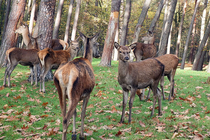 Tierpark Angermünde