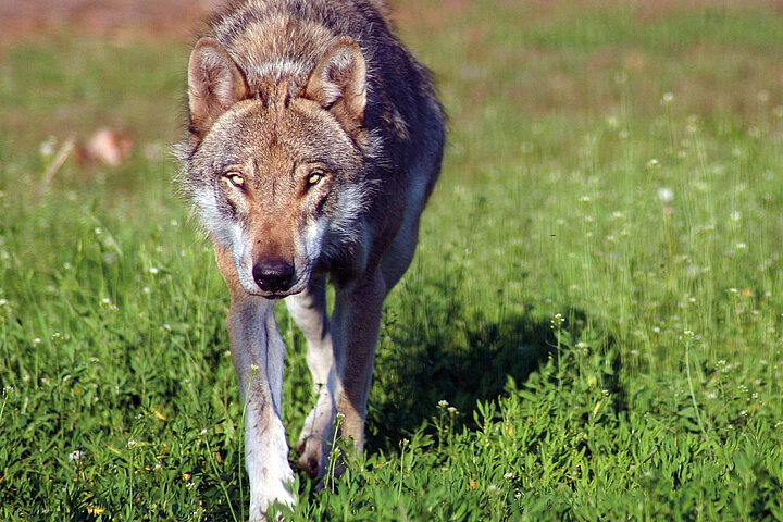 Wildpark Schorfheide