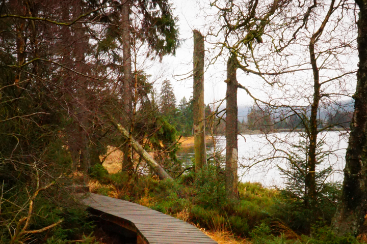 The Harz moors - (c) Tourist-Informationen Oberharz, Vanessa Lader