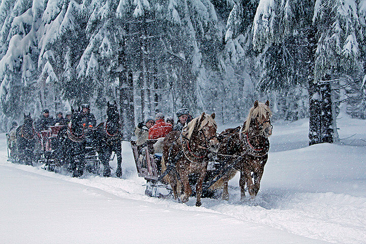 Pferdeschlittenfahrten Braunlage